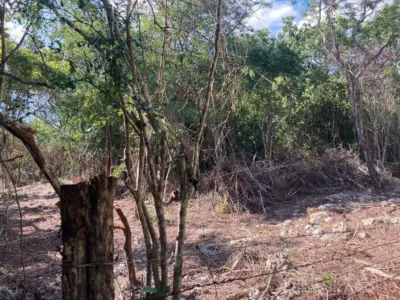 Terreno en México, Yucatán, Chichimilá, foto 5