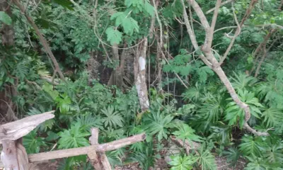 Terreno en México, Yucatán, Valladolid, foto 3