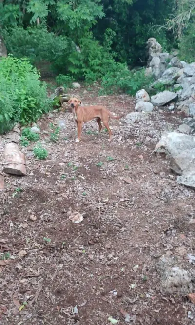 Terreno en México, Yucatán, Valladolid, foto 5