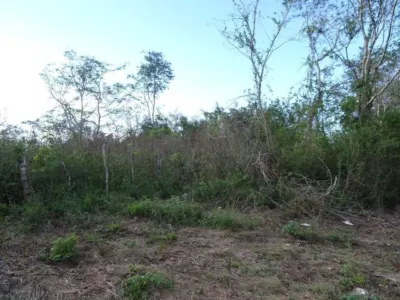 Terreno en México, Yucatán, Uayma, foto 13