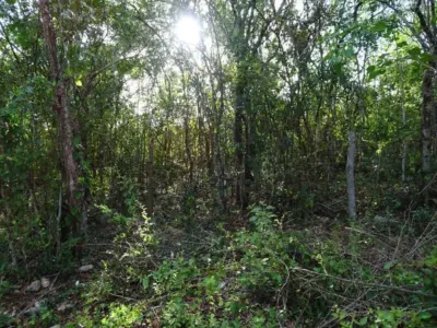 Terreno en México, Yucatán, Uayma, foto 14