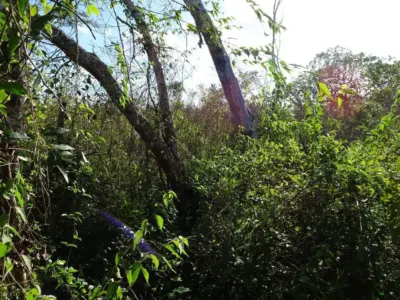 Terreno en México, Yucatán, Uayma, foto 15