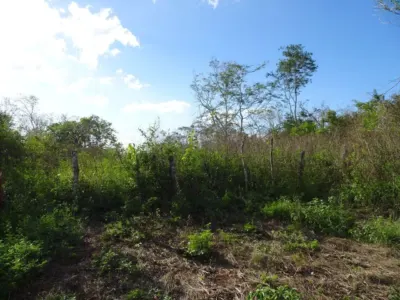 Terreno en México, Yucatán, Uayma, foto 16