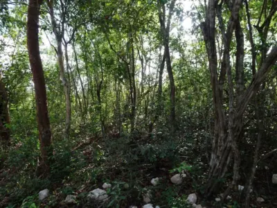 Terreno en México, Yucatán, Uayma, foto 18