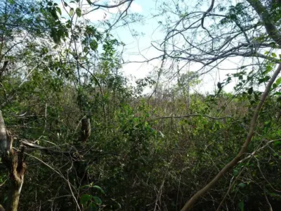 Terreno en México, Yucatán, Uayma, foto 19