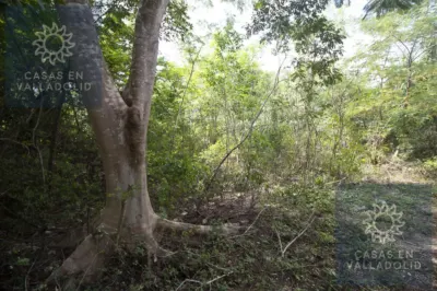 Terreno en México, Yucatán, Valladolid, Rancho o rancheria Popola, foto 2