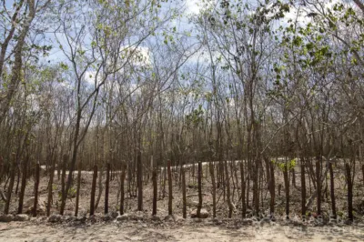 Terreno en México, Yucatán, Valladolid, Rancho o rancheria Pixoy, foto 3