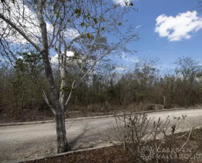 Terreno en México, Yucatán, Valladolid, Rancho o rancheria Pixoy, foto 11