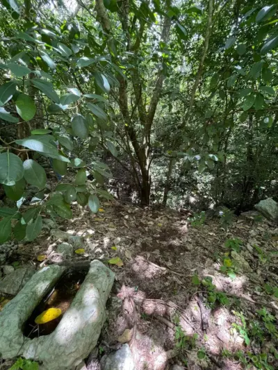 Terreno en México, Yucatán, Tinum, Rancho o rancheria San Francisco, foto 4