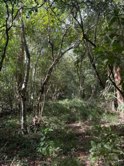 Terreno en México, Yucatán, Valladolid, Rancho o rancheria Popola, foto 2