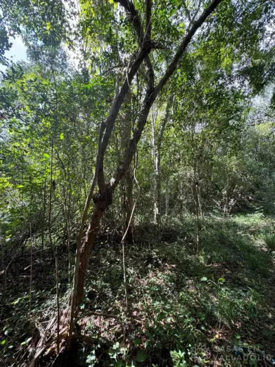 Terreno en México, Yucatán, Valladolid, Rancho o rancheria Popola, foto 4
