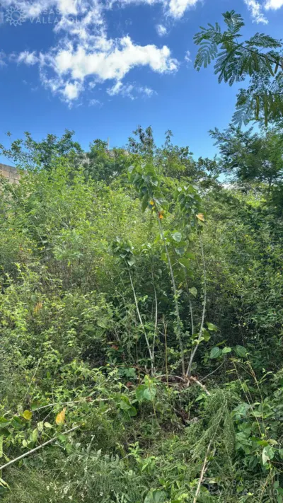 Terreno en México, Yucatán, Valladolid, foto 4