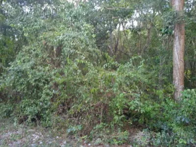 Terreno en México, Yucatán, Valladolid, Pueblo Dzitnup, foto 8
