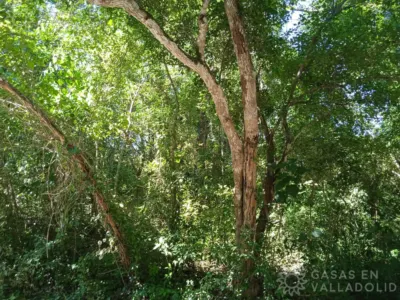 Terreno en México, Yucatán, Valladolid, foto 3