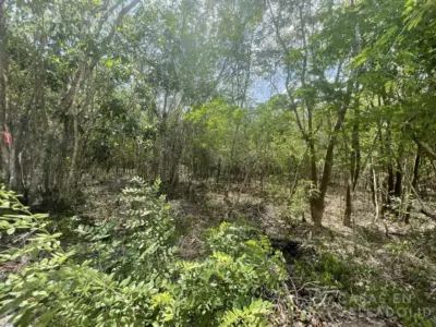 Terreno en México, Yucatán, Valladolid, foto 6