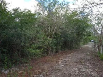 Terreno en México, Yucatán, Valladolid, foto 2