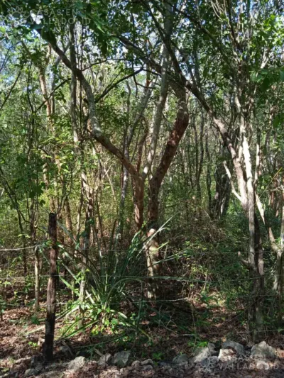 Terreno en México, Yucatán, Valladolid, foto 2