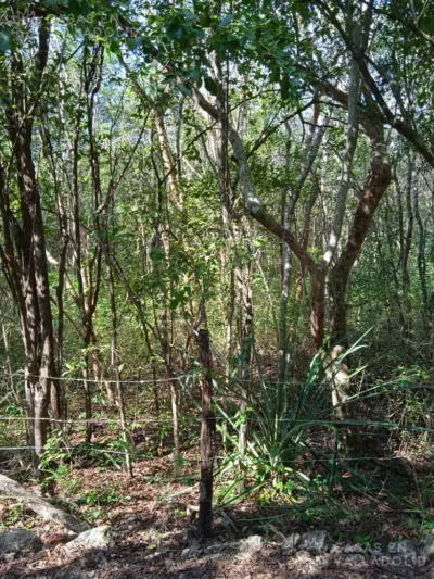 Terreno en México, Yucatán, Valladolid, foto 4