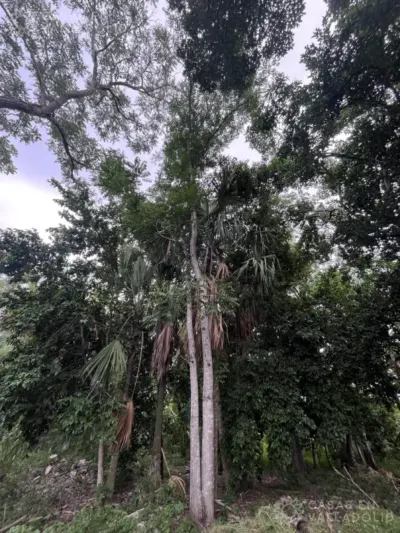 Casa en México, Yucatán, Valladolid, Sisal, foto 26