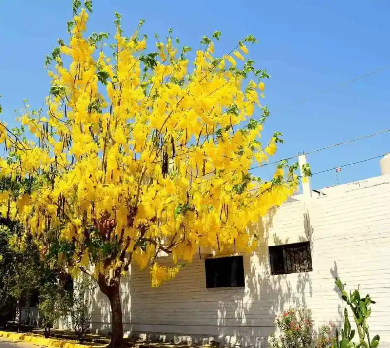Shade tree improving a home patio in Valladolid, Yucatán