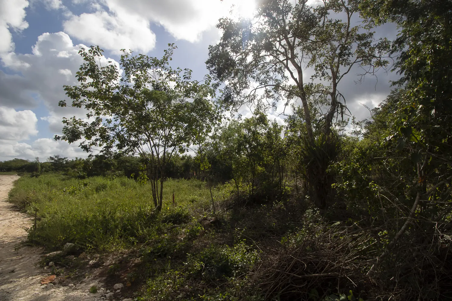 Terreno de inversión en Yucatán, ¿una buena opción? — Casas en Valladolid