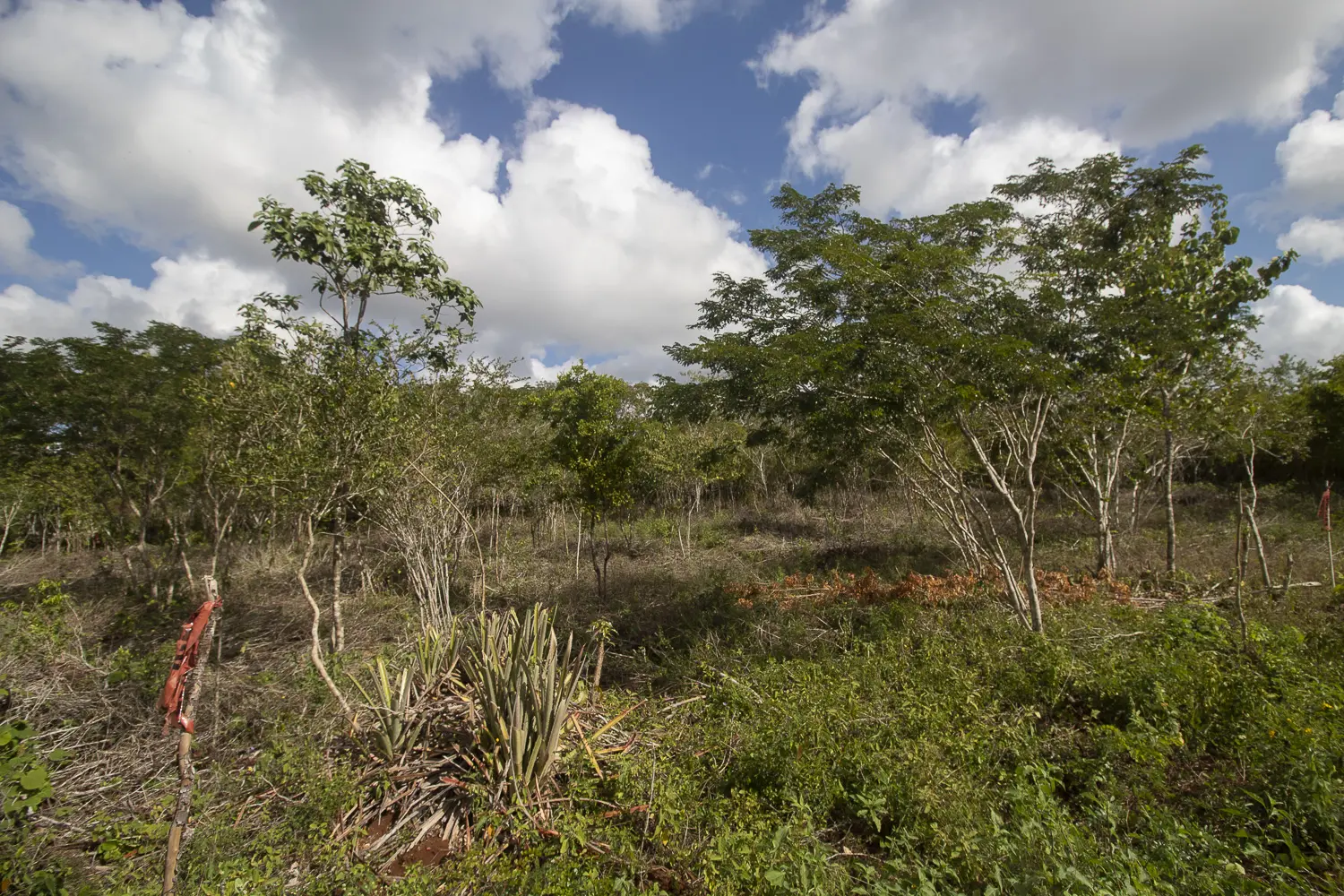 Terreno de inversión en Yucatán, ¿una buena opción? — Casas en Valladolid
