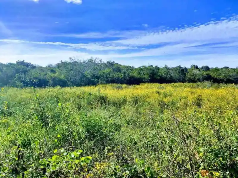Rancho o finca campestre con vegetación cerca de Valladolid, Yucatán