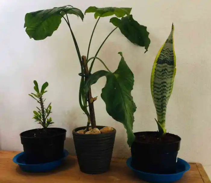 #quédateencasa y sobrevive en el intento