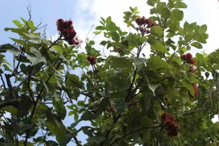 Achiote: un tesoro yucateco.