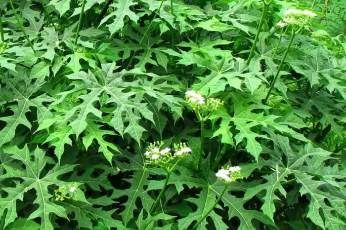 Chaya: una maravilla yucateca.