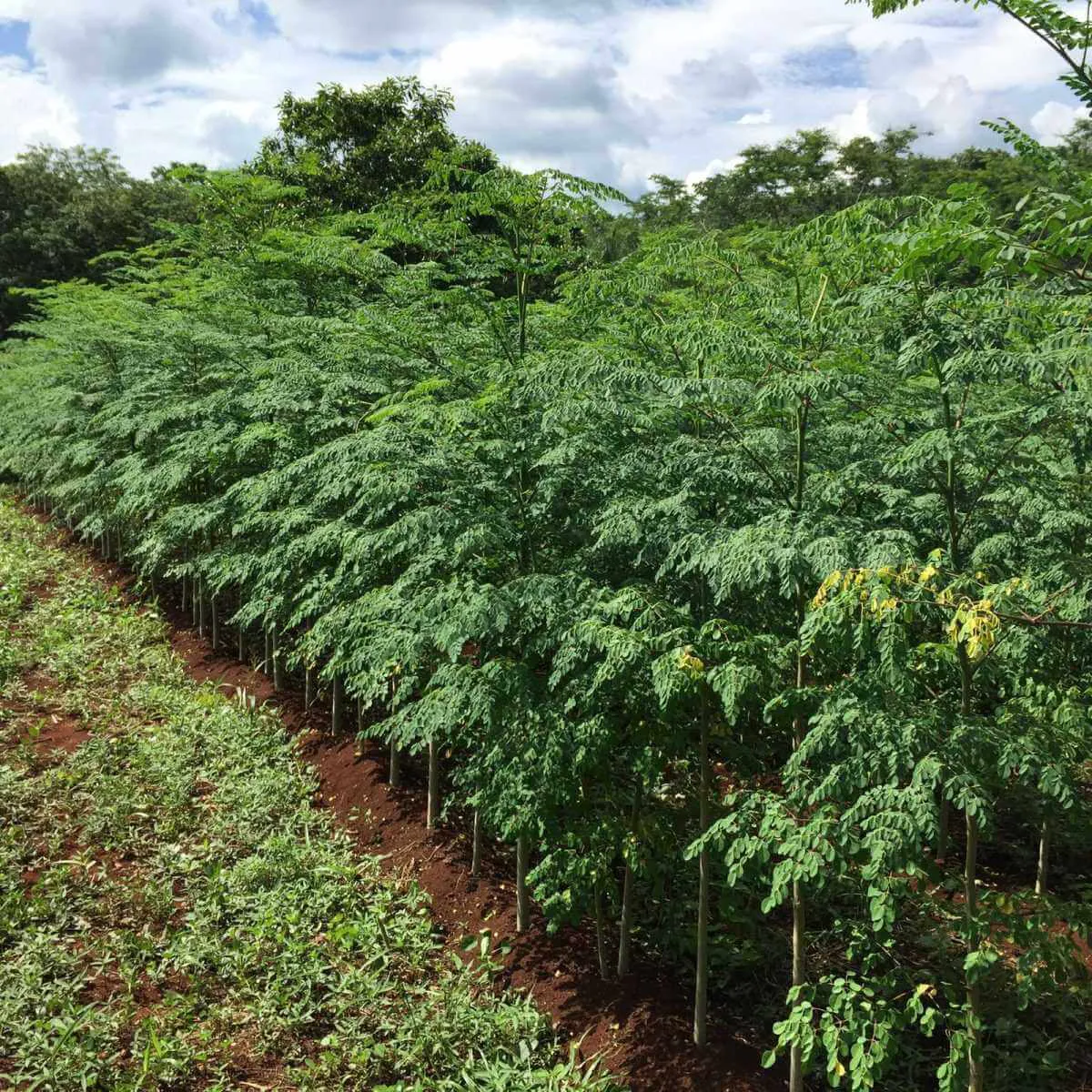 Esteban Petersen - Gente de Valladolid