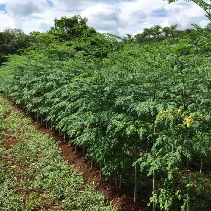 Esteban Petersen - Gente de Valladolid