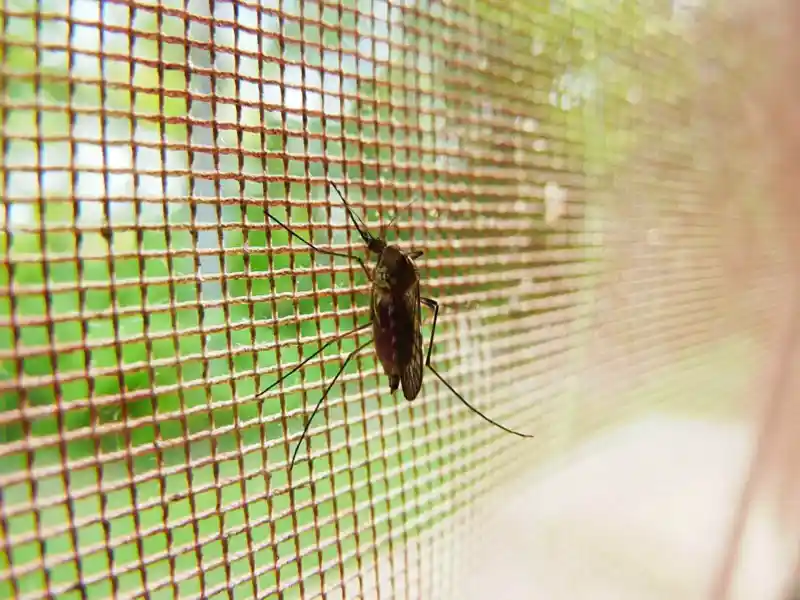 Keep mosquitoes out of the house
