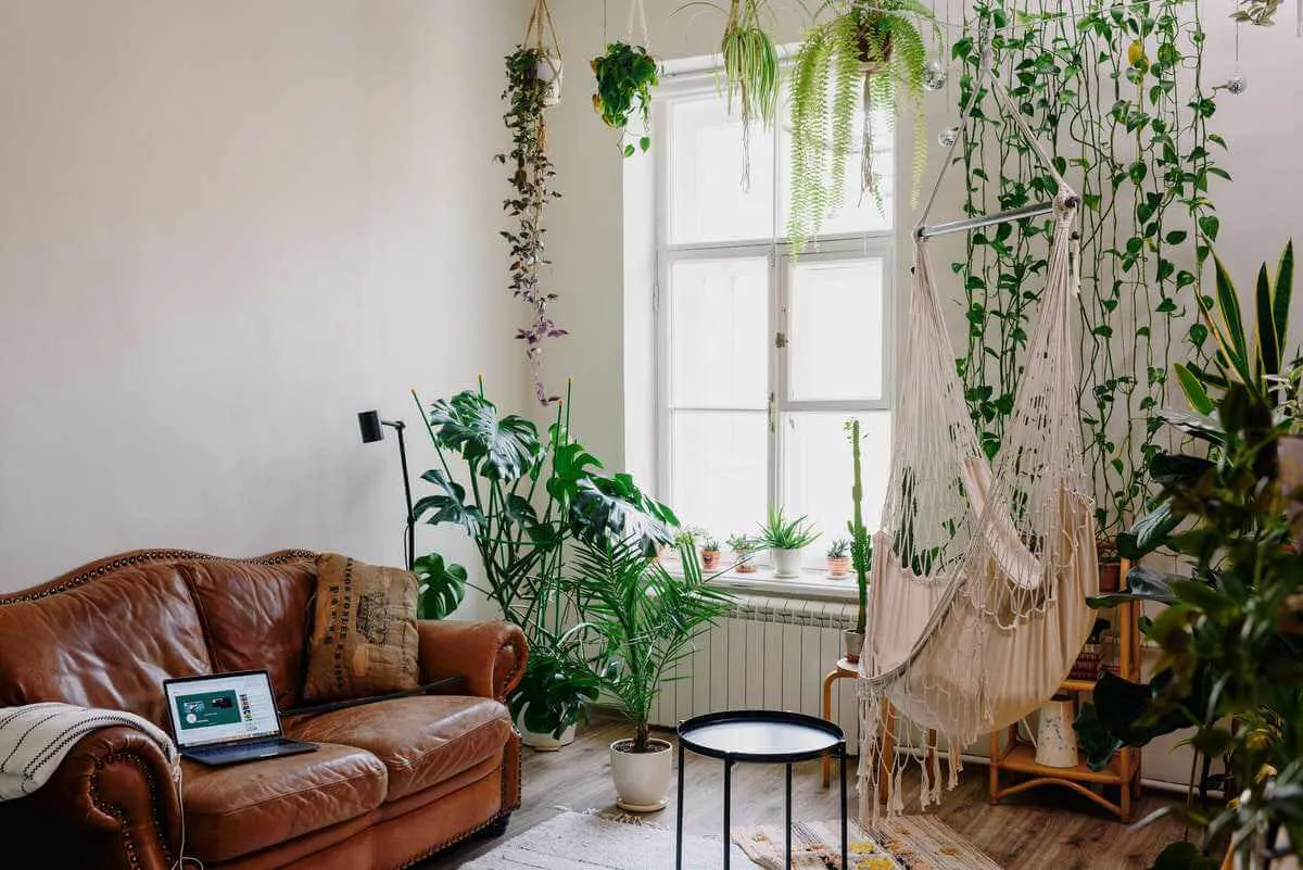 Plantas para decorar tu casa en Valladolid
