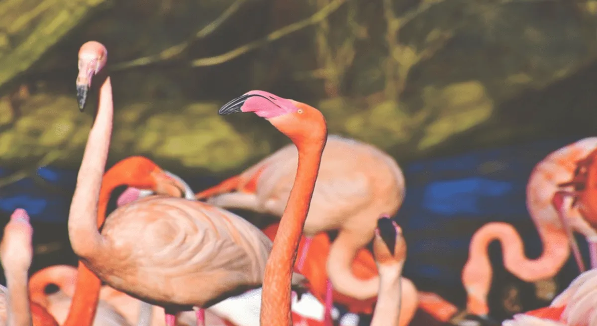 Rio Lagartos Nature Reserve