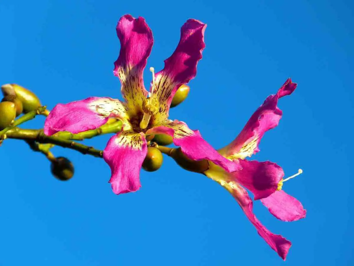 ¿Qué se puede sembrar en Yucatán?