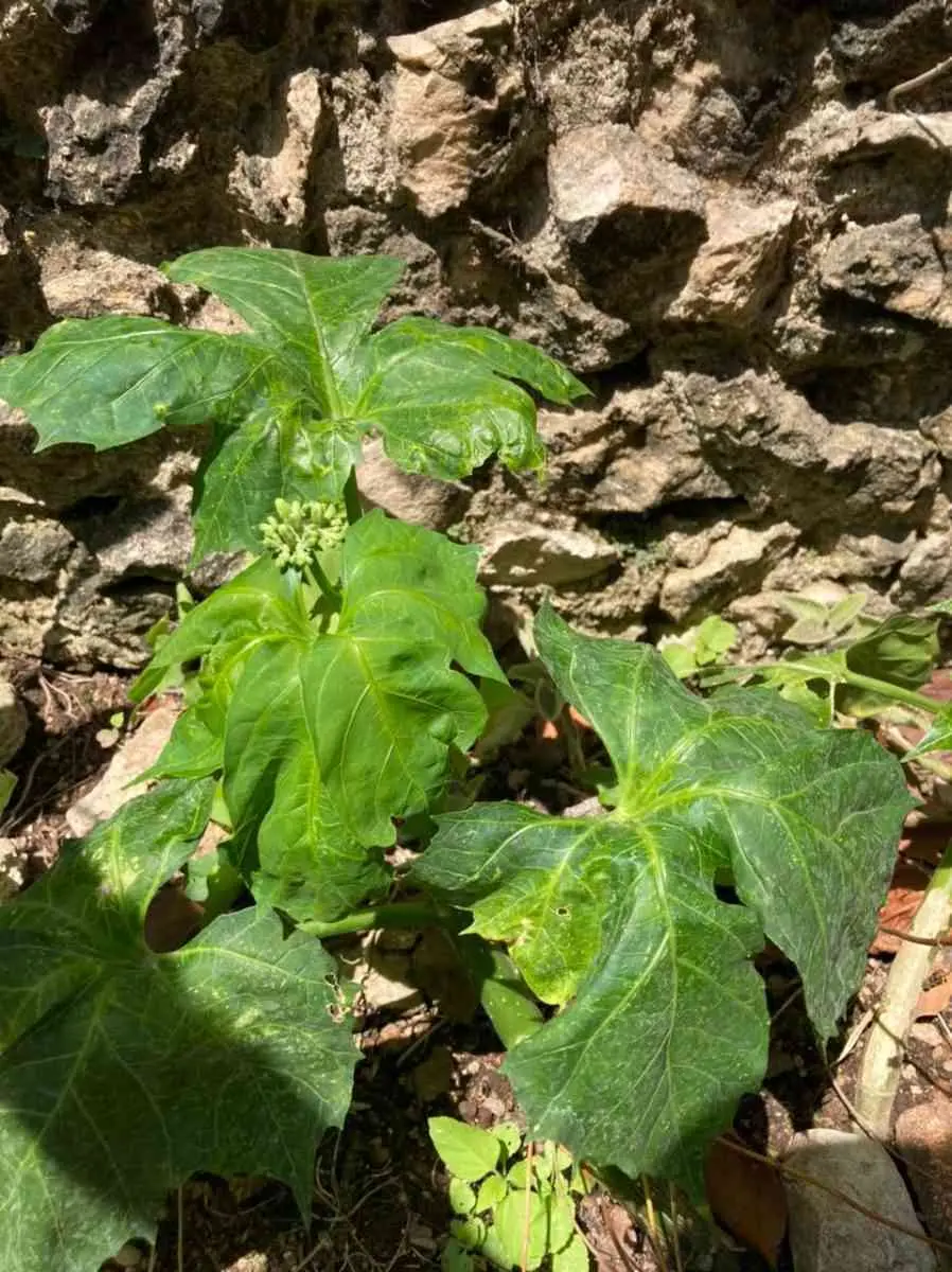 Chaya: una maravilla yucateca. 