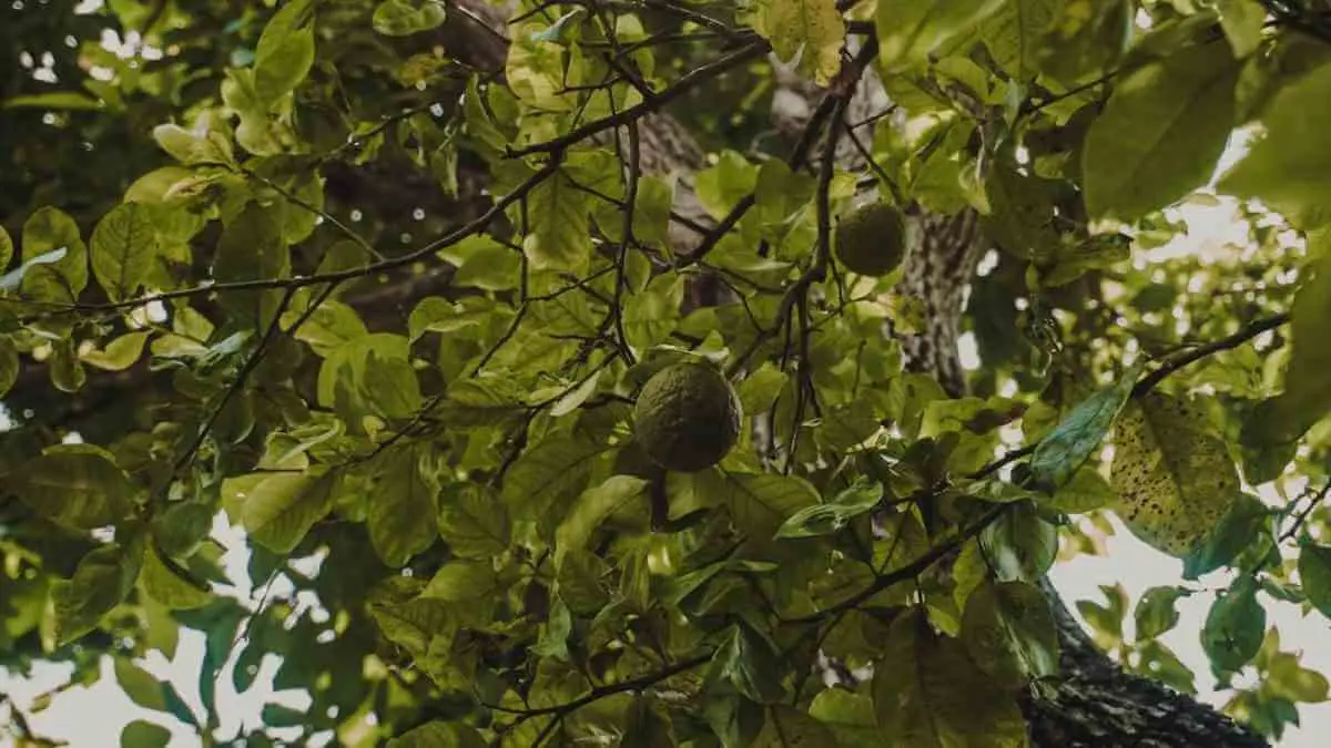  ¿Qué se puede sembrar en Yucatán? 