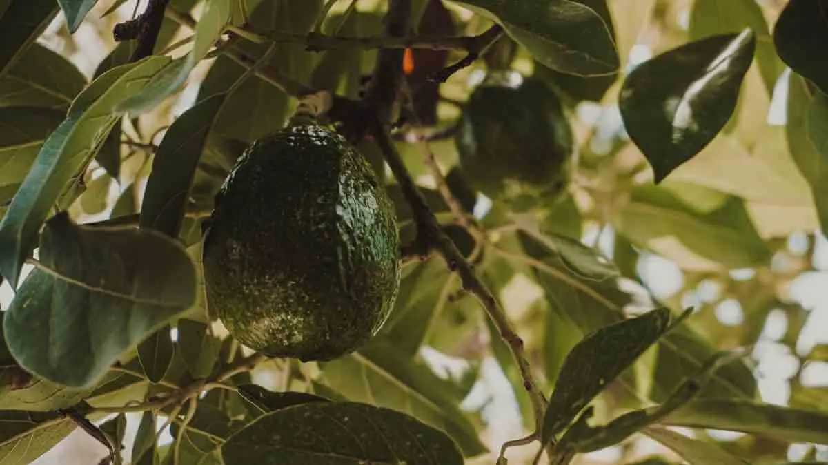  ¿Qué se puede sembrar en Yucatán? 