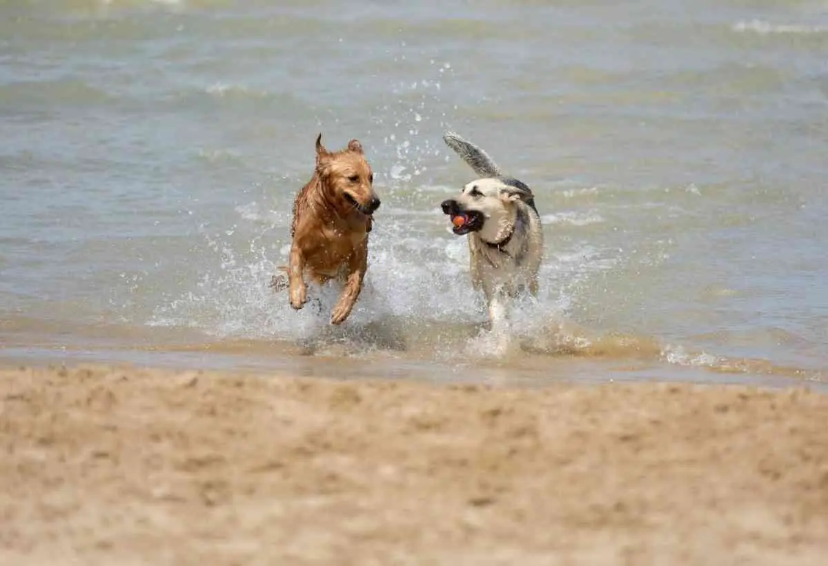 La playa el cuyo es amistoso con las mascotas.
