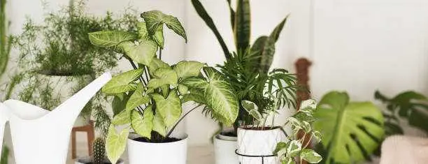 Plantas para decorar
