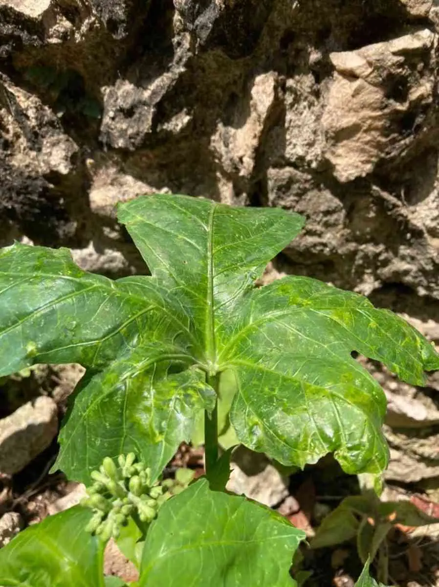 Chaya: una maravilla yucateca. 