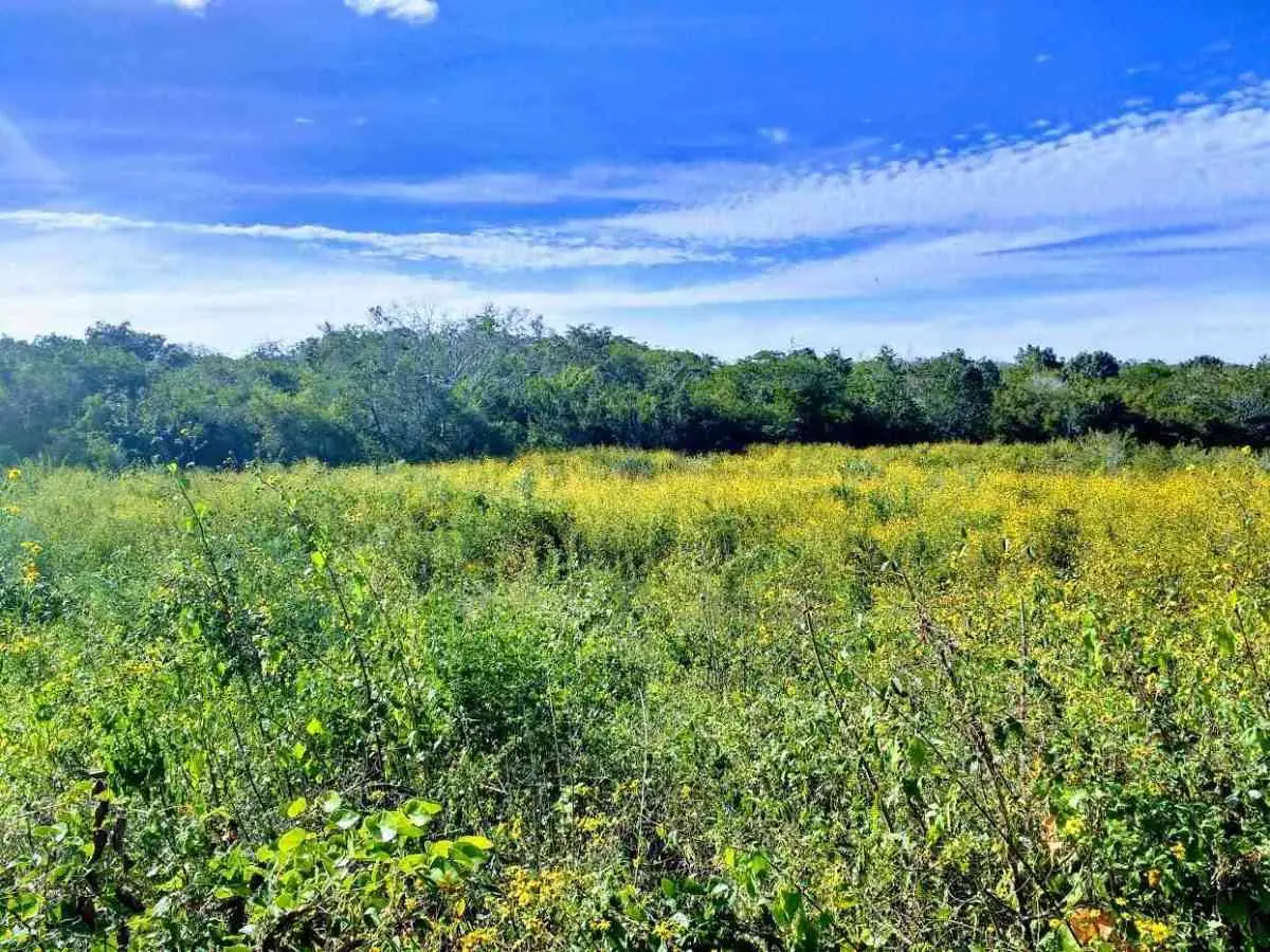 Yucatecan blue skies 3 Advantages of owning a ranch or country home in Valladolid Yucatan
