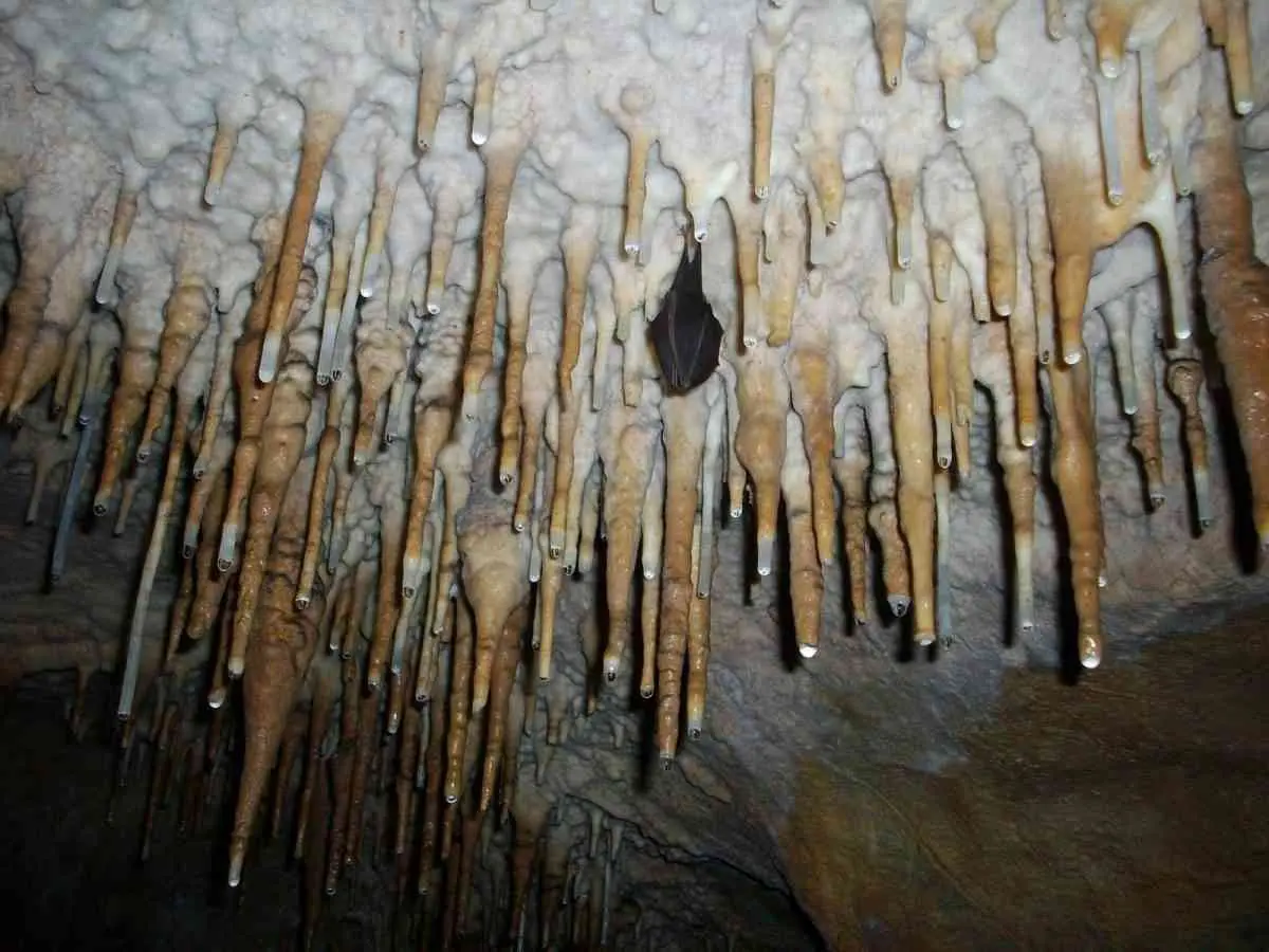Estalactitas y murcielago. 