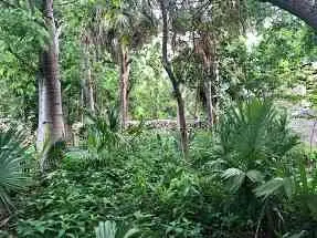 Jungle garden view