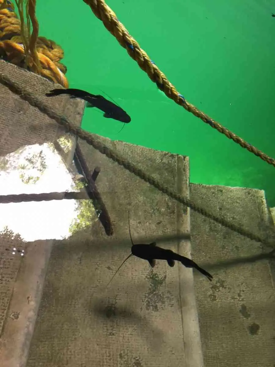 Cenote Hubiku desde Valladolid.