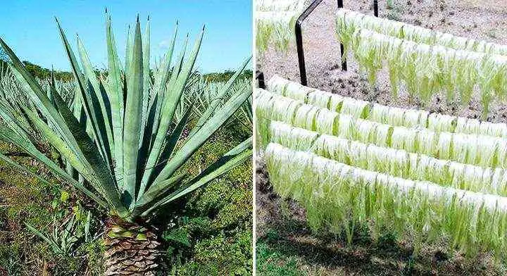 Henequén, principal fuente de trabajo en las haciendas de Yucatán. 
