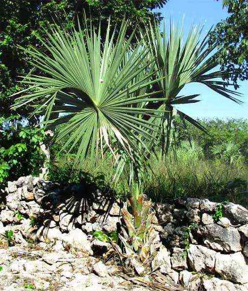 Casas de huano, la vivienda tradicional maya.