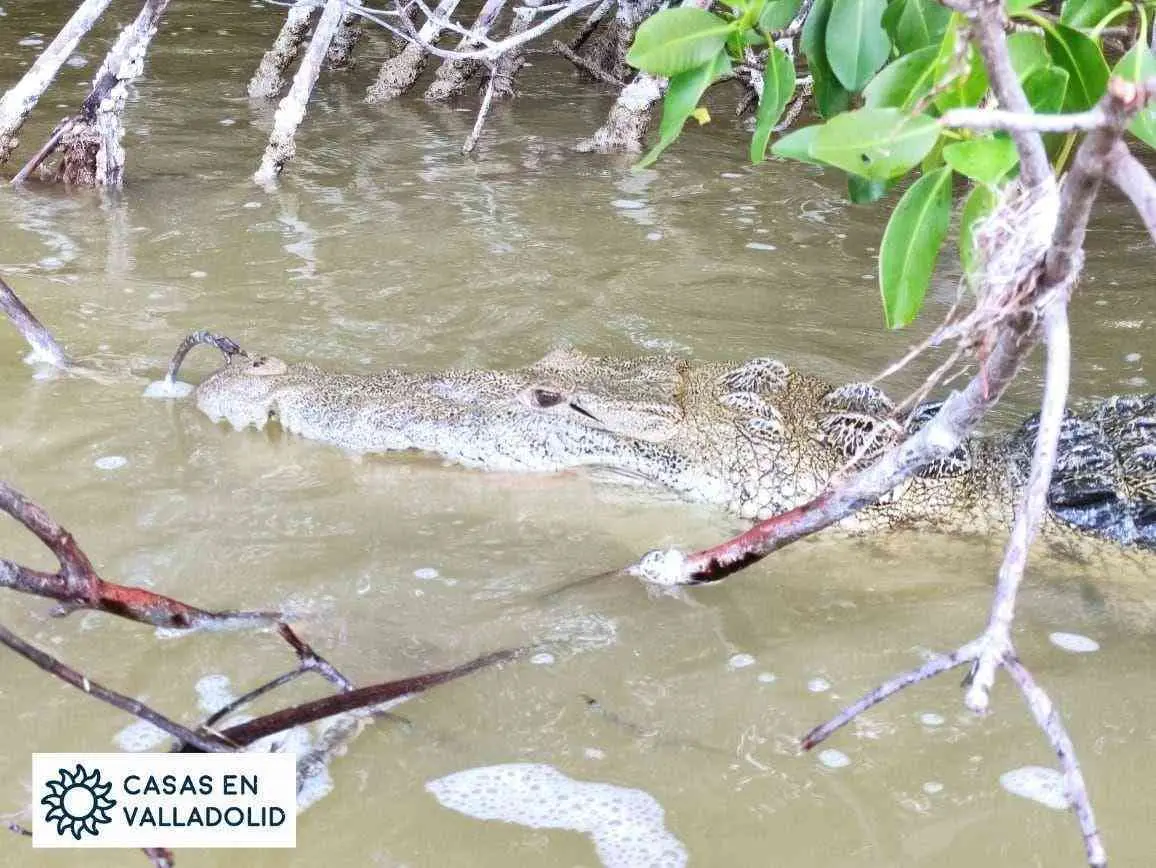 Una aventura de Valladolid a Río Lagartos y Las Coloradas.