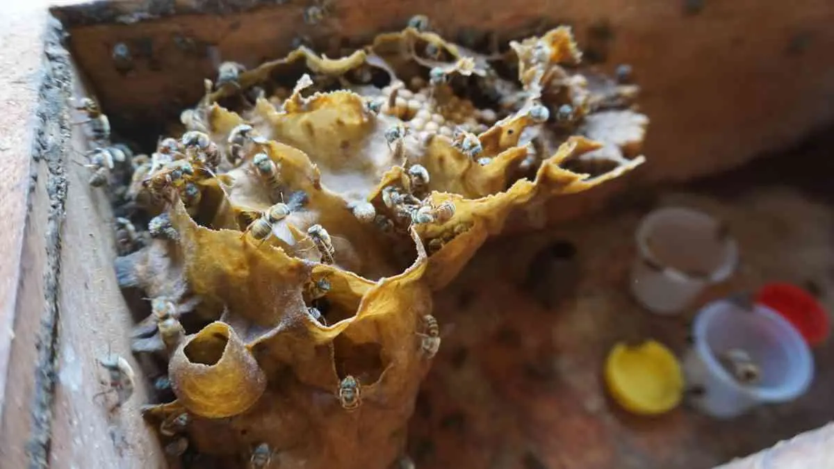 ¿Qué hacer en Tekom, Yucatán? colmena de abejas sin aguijon